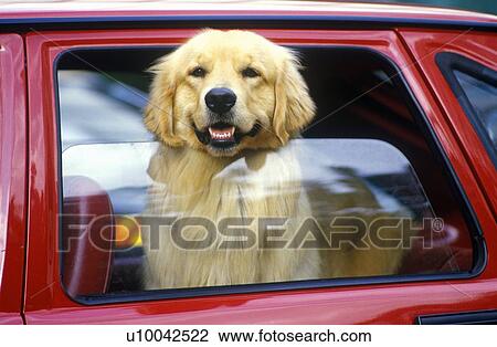 Dog in red car window View Large Photo Image Stock Image - Dog in red car window. Fotosearch