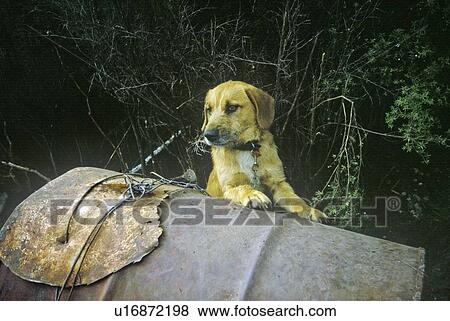Stock Photo - Dog on oil tank. Fotosearch
