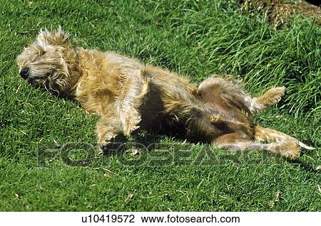 Stock Image - Dog rolling in grass. Fotosearch