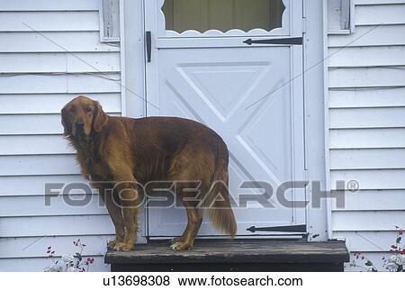 Dog standing at doorway of house View Large Photo Image Stock Photo - Dog standing at doorway of house. Fotosearch