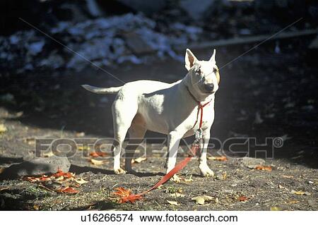 Picture - English Bull Terrier on leash. Fotosearch