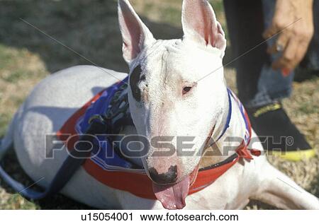 Stock Image - English Bull Terrier on leash. Fotosearch