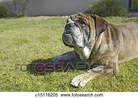 Stock Photography - English bulldog playing in back yard. Fotosearch