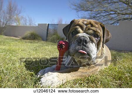 English bulldog with red bone playing in back yard View Large Photo Image Picture - English bulldog with red bone playing in back yard. Fotosearch