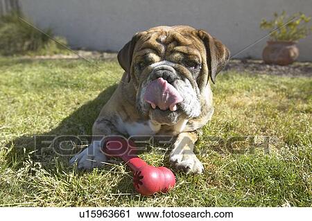 Stock Image - English bulldog with red bone playing in back yard. Fotosearch