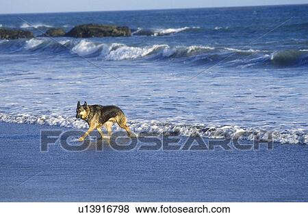 Stock Photo - German Shepard running in surf. Fotosearch