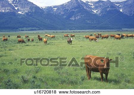 Grazing cattle View Large Photo Image Stock Photo - Grazing cattle. Fotosearch