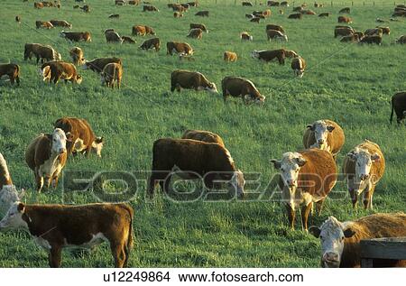 Picture - Grazing Hereford cattle. Fotosearch