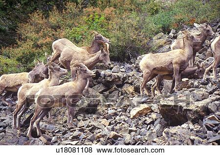 Stock Photo - Herd of wild Mountain Goats. Fotosearch