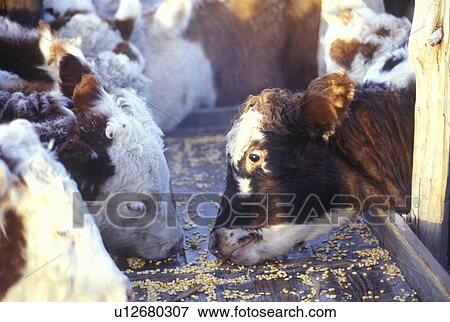 Stock Photo - Hereford cattle feeding. Fotosearch