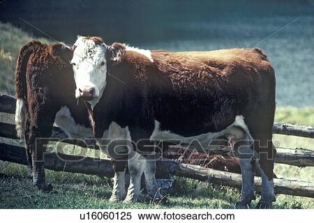 Stock Photography - Hereford cow in field. Fotosearch
