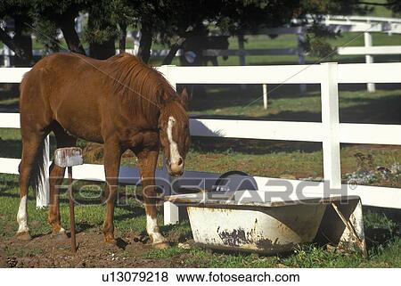 Horse and bath tub waterer View Large Photo Image Stock Photo - Horse and bath tub waterer. Fotosearch