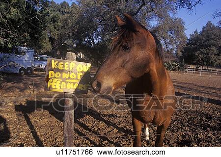 Horse by sign, do not feed horse View Large Photo Image Stock Photograph - Horse by sign, do not feed horse. Fotosearch