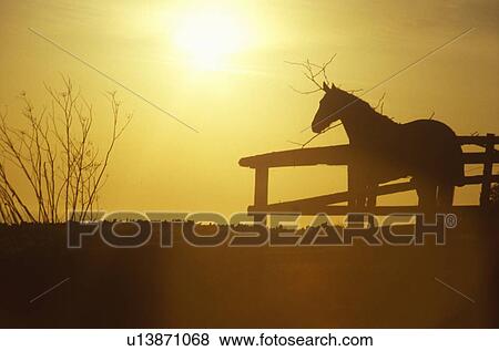 Stock Photo - Horse in silhouette. Fotosearch