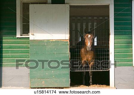 Picture - Horse in stable with door open. Fotosearch