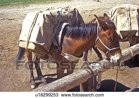 Stock Image - Horse tied up ready to be ridden. Fotosearch