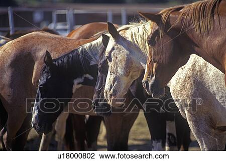 Stock Image - Horses in Pen. Fotosearch