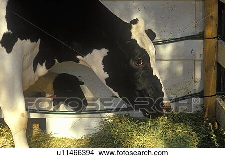 Jersey Milk cow and goat View Large Photo Image Picture - Jersey Milk cow and goat. Fotosearch