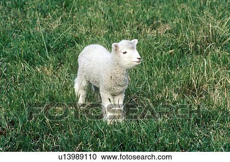 Lamb and green landscape View Large Photo Image Stock Image - Lamb and green landscape. Fotosearch