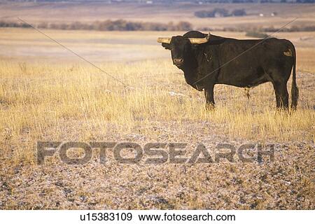 Stock Photo - Longhorn Cattle. Fotosearch