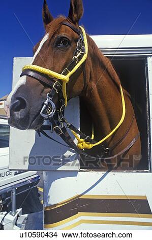 Picture - Mounted patrol horse in trailer. Fotosearch