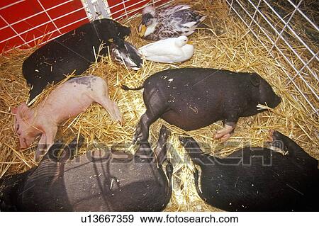 Piglets asleep in hay at petting zoo View Large Photo Image Stock Photo - Piglets asleep in hay at petting zoo. Fotosearch