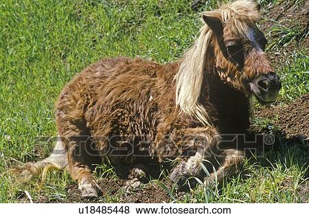 Pony lying down View Large Photo Image Stock Photo - Pony lying down. Fotosearch