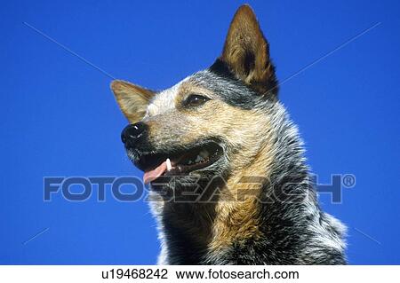 Stock Image - Portrait of Australian Blue Heeler. Fotosearch