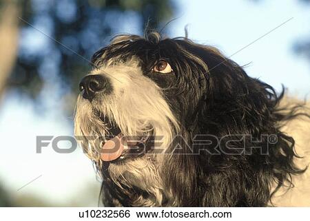 Stock Photograph - Portrait of dog. Fotosearch