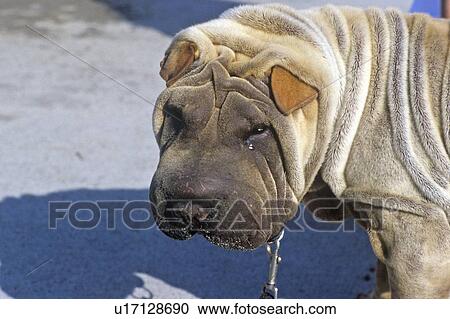 Stock Image - Portrait of Shar-Pei dog. Fotosearch
