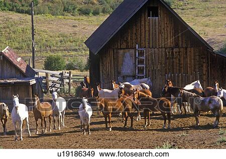 Stock Photo - Ranch with Horses. Fotosearch