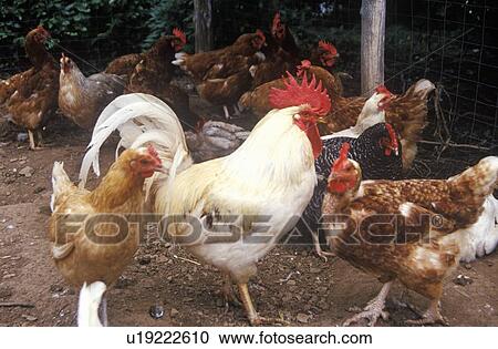 Rooster and hens View Large Photo Image Stock Image - Rooster and hens. Fotosearch