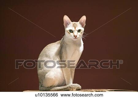 Singapura breed of cat View Large Photo Image Stock Photograph - Singapura breed of cat. Fotosearch