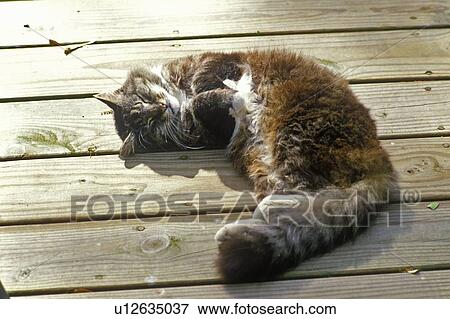 Sleeping gray cat on wooden porch View Large Photo Image Stock Photo - Sleeping gray cat on wooden porch . Fotosearch