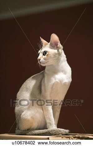 The Singapura breed of cat, declared by the Singapore government to be a living national monument View Large Photo Image Stock Image - The Singapura breed of cat, declared by the Singapore government to be a living national monument. Fotosearch