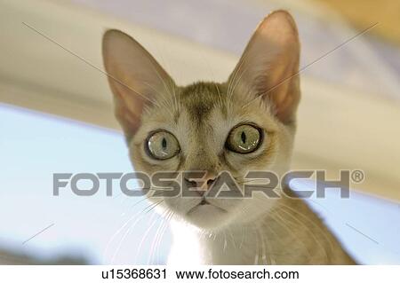 Stock Image - The Singapura breed of cat, declared by the Singapore government to be a living national monument. Fotosearch