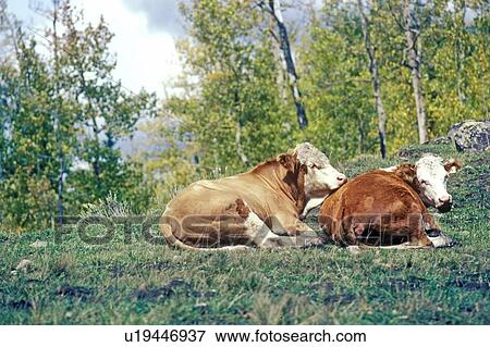 Two cattle in field View Large Photo Image Stock Photo - Two cattle in field. Fotosearch
