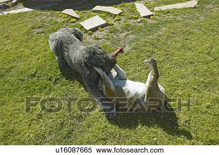 Two dogs playing in yard View Large Photo Image Stock Photography - Two dogs playing in yard. Fotosearch