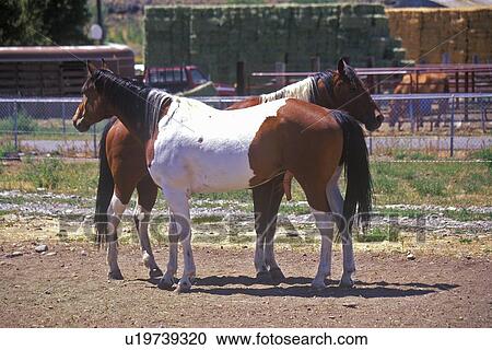 Two horses in pen View Large Photo Image Stock Image - Two horses in pen. Fotosearch