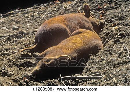 Two Pigs Sleeping View Large Photo Image Stock Photo - Two Pigs Sleeping. Fotosearch