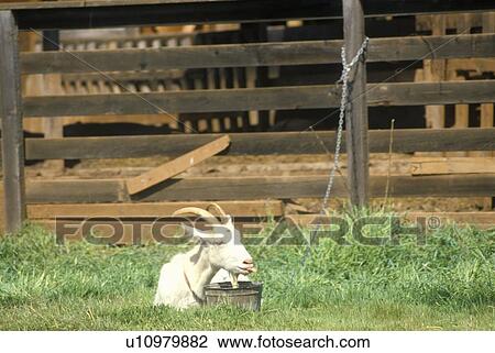 White Goat in farmyard View Large Photo Image Stock Image - White Goat in farmyard. Fotosearch