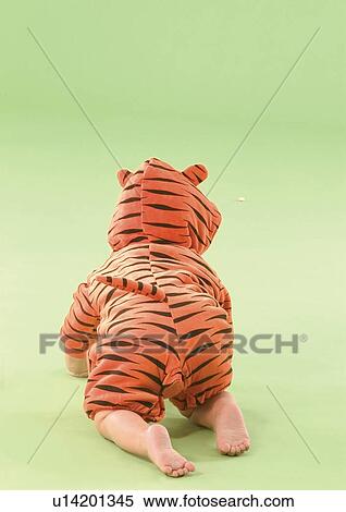 Rear view of a baby boy wearing a tiger costume View Large Photo Image Stock Photography - Rear view of a baby boy wearing a tiger costume. Fotosearch