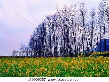Bare Tree, Bloom, Blossom, Cloud, Cultivated View Large Photo Image Stock Photo - Bare Tree, Bloom, Blossom, Cloud, Cultivated. Fotosearch