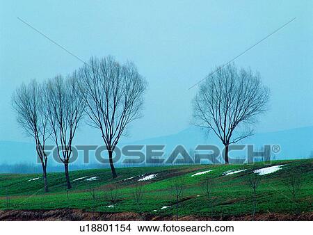Bare Tree, Clear Sky, Day, Field, Grass View Large Photo Image Picture - Bare Tree, Clear Sky, Day, Field, Grass. Fotosearch