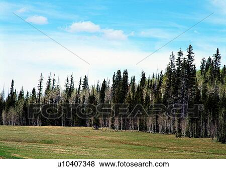 Stock Photo - Bare Tree, Cloud, Burnt, Blue, Arid. Fotosearch