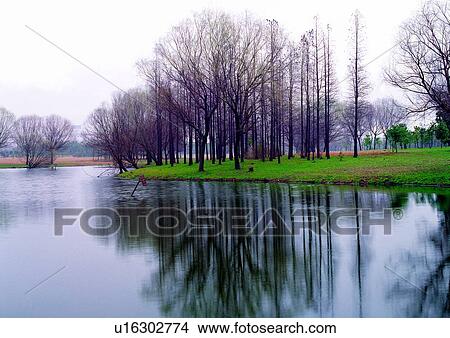 Bare Tree, Coast, Day, Field, Grass View Large Photo Image Picture - Bare Tree, Coast, Day, Field, Grass. Fotosearch