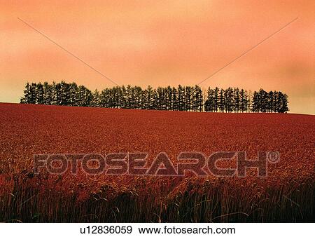 Stock Photo - Bare Tree, Dry, Dusk, Field, Glow. Fotosearch