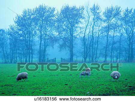 Beautiful Scenes, Foggy, Grass, Plant View Large Photo Image Stock Photograph - Beautiful Scenes, Foggy, Grass, Plant. Fotosearch