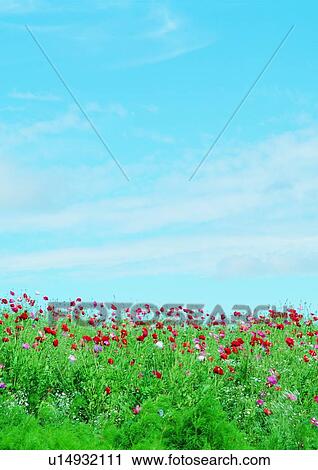 Stock Image - Bloom, Blossom, Blue, Day, Dense. Fotosearch