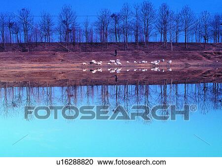 Stock Image - Day, Beautiful Scenes, Nature, Blue, Bare Tree. Fotosearch